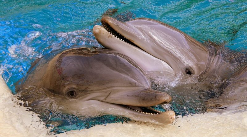 Pictures of dolphins